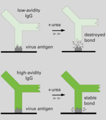 Image: Diagram illustrating urea action on high vs. low IgG avidity (Photo courtesy of Euroimmun).